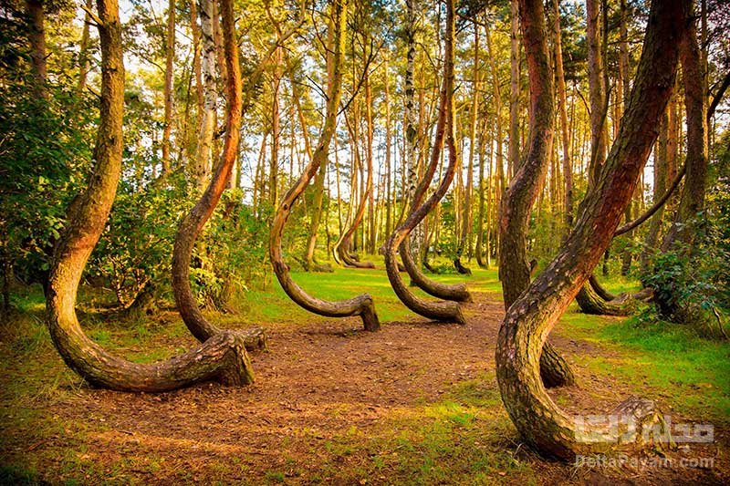 جنگل عجیب در رومانی
