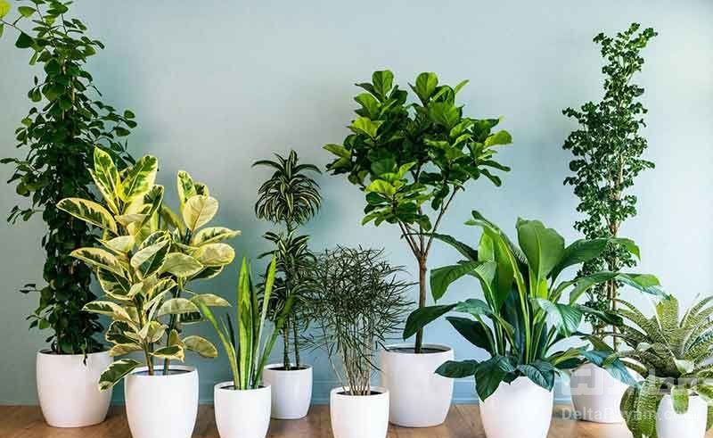 چیدمان گیاهان آپارتمانی در دکوراسیون داخلی
