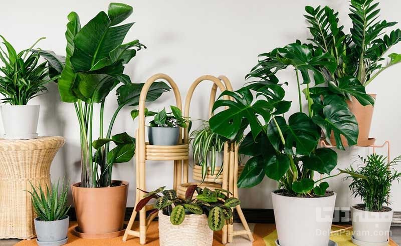 گیاهان معطر برای خوشبو کردن خانه