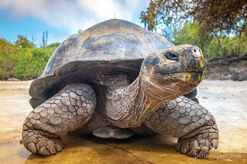 جزایر گالاپاگوس در آمریکا