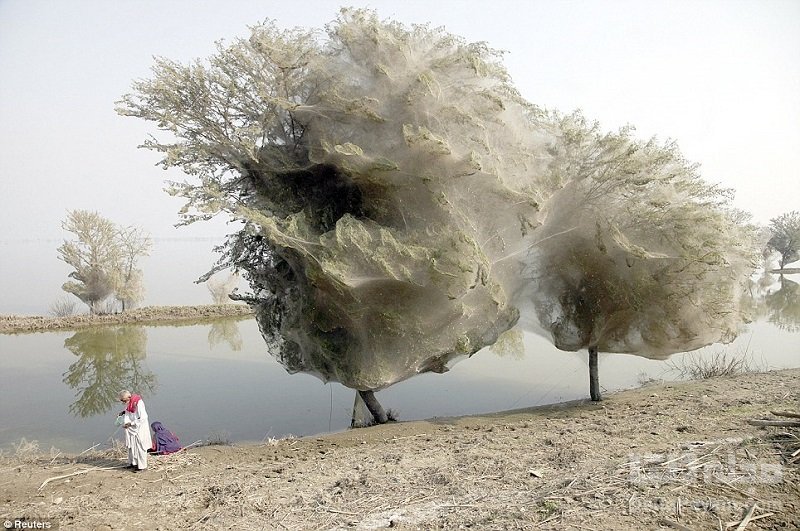 درختان عنکبوتی پاکستان