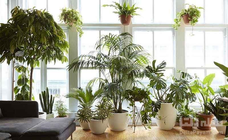 گیاهان پرطرفدار در دکوراسیون منزل