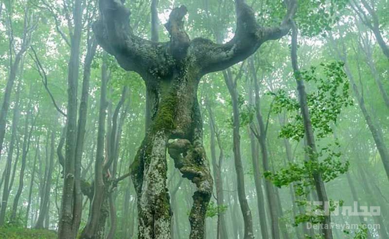 درخت انسان نما در بلغارستان