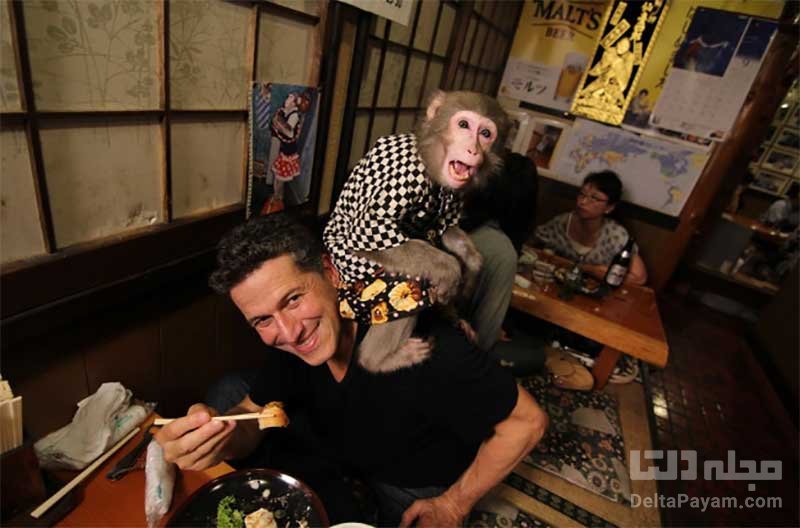 nvcd در این رستوران عجیب میمون‌ها از شما پذیرایی می‌کنند!