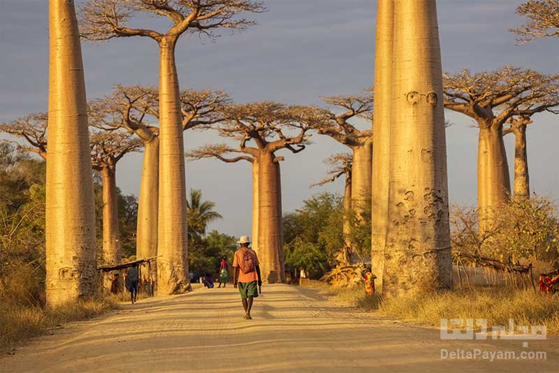 درخت بائوباب در ماداگاسکار