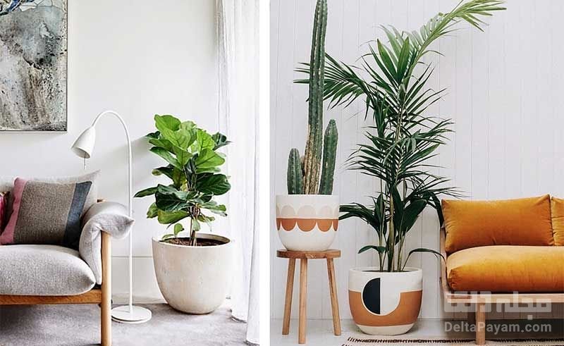 گیاهان آپارتمانی برای پاکسازی هوای منزل