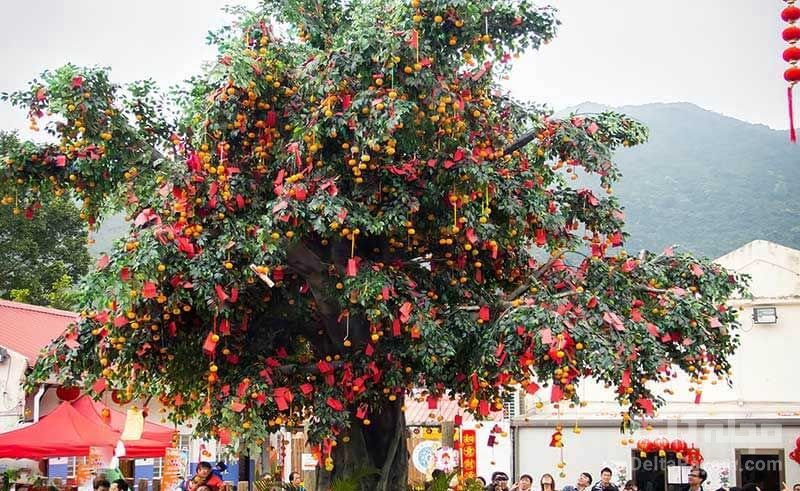درخت آرزوها در چین