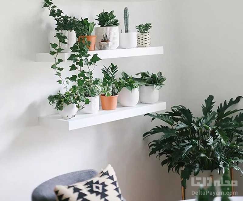 ایده های چیدمان گیاهان آپارتمانی در خانه کوچک