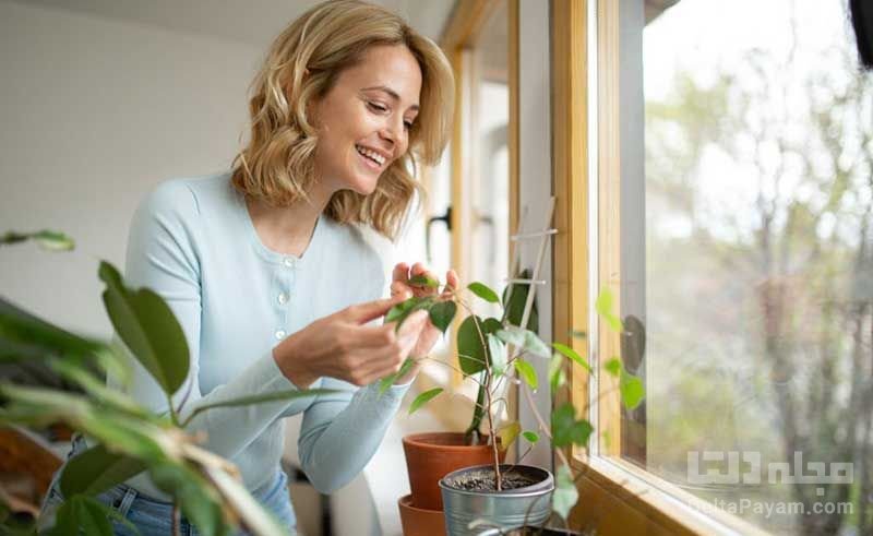 مکان های مناسب برای گیاهان آپارتمانی در منزل