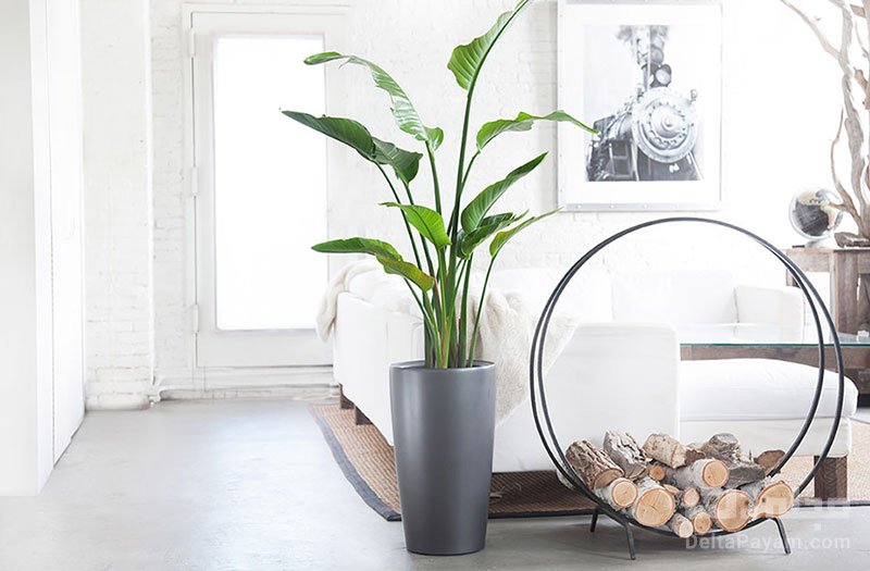 بهترین جا برای گیاهان آپارتمانی در منزل