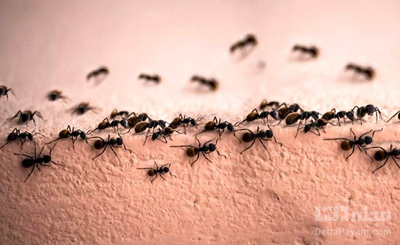 تشخیص سرطان توسط مورچه