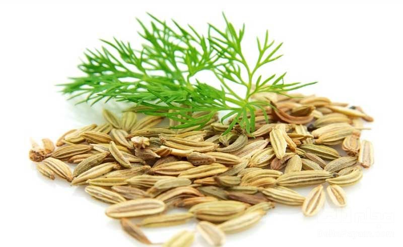 خواص گیاه رازیانه برای لاغری