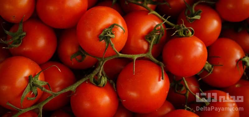 خواص گوجه فرنگی برای سلامتی را بخوانید