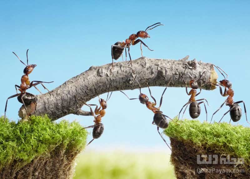 مورچه‌های قاتل