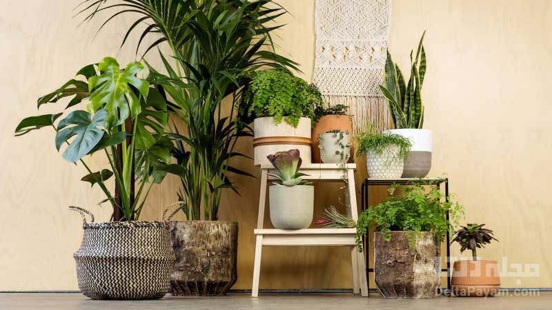راهکارهای تصفیه هوای داخل خانه ، گیاهان 