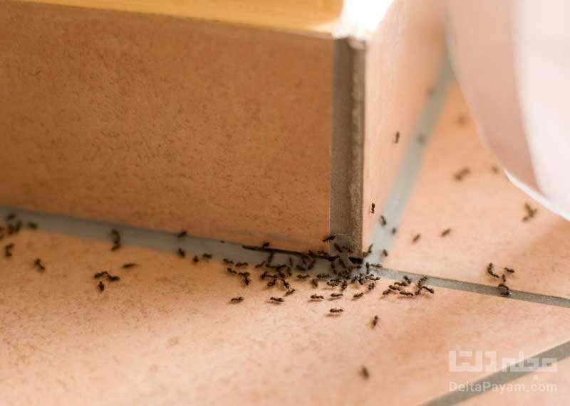 روش از بین بردن مورچه ها چیست