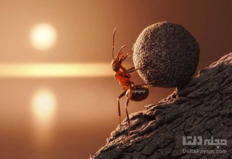 مورچه‌های لاشه خوار