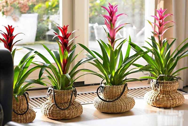 انواع گیاهان آپارتمانی رنگی در منزل