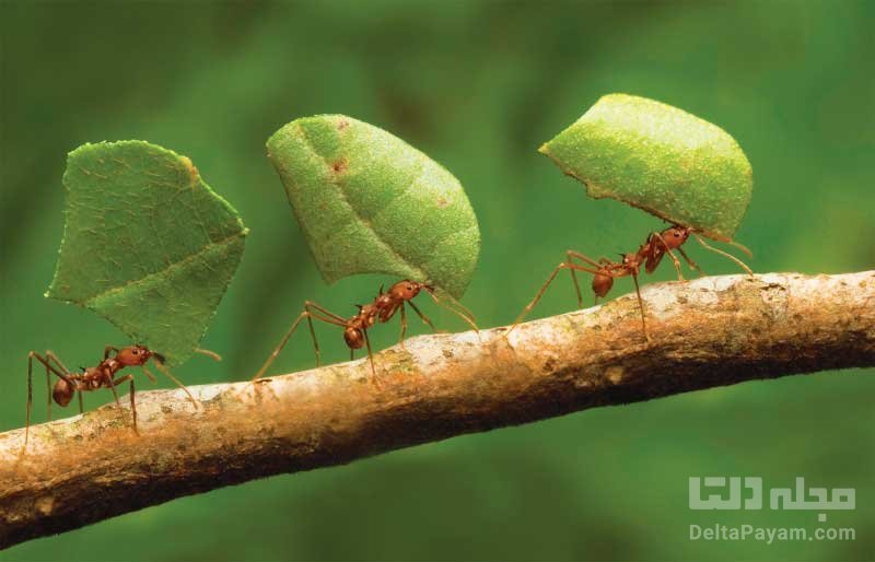 رژیم غذایی مورچه های برگی