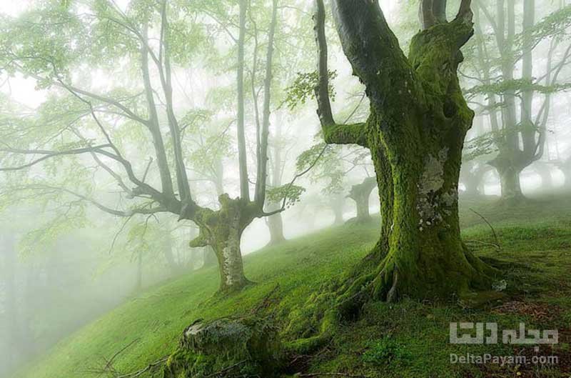 زیباترین جنگل های دنیا