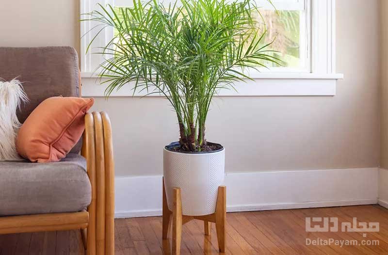 گیاهان آپارتمانی تصفیه کننده هوای منزل