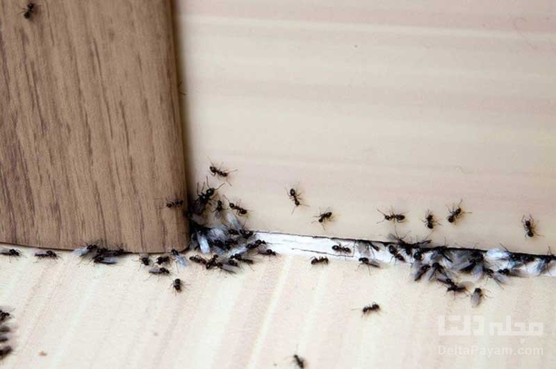 روش از بین بردن مورچه ها