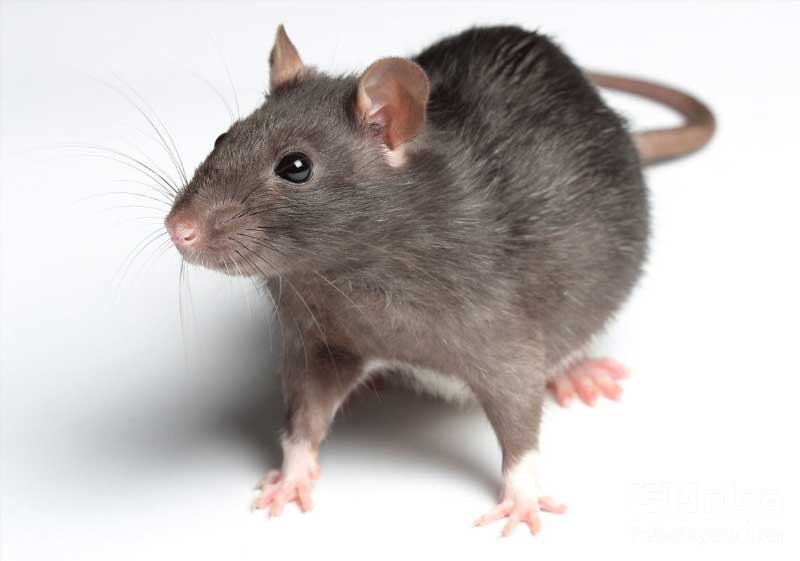 ویروس کرونای جدید در موش ها