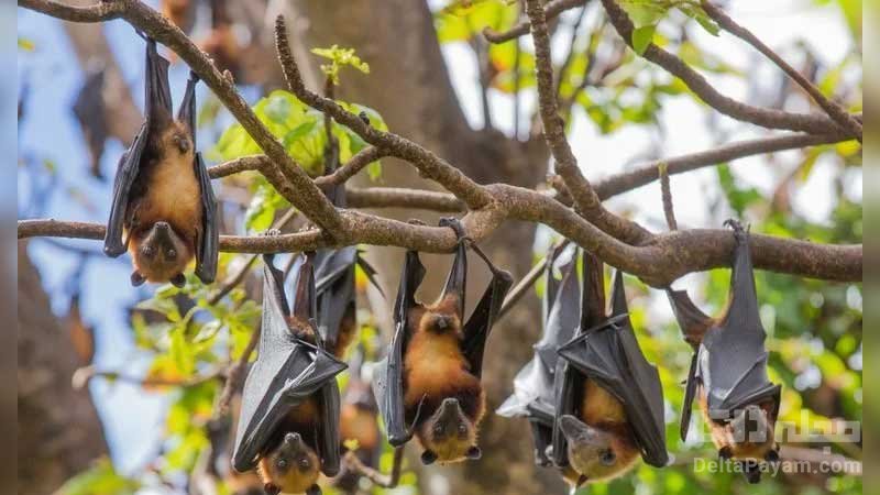 حقایق علمی و عجیب درباره خفاش