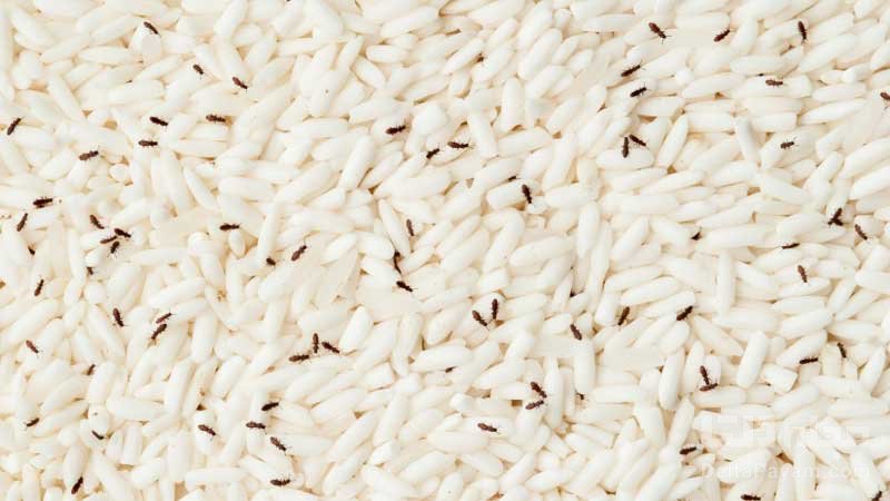 از بین بردن شپشک برنج
