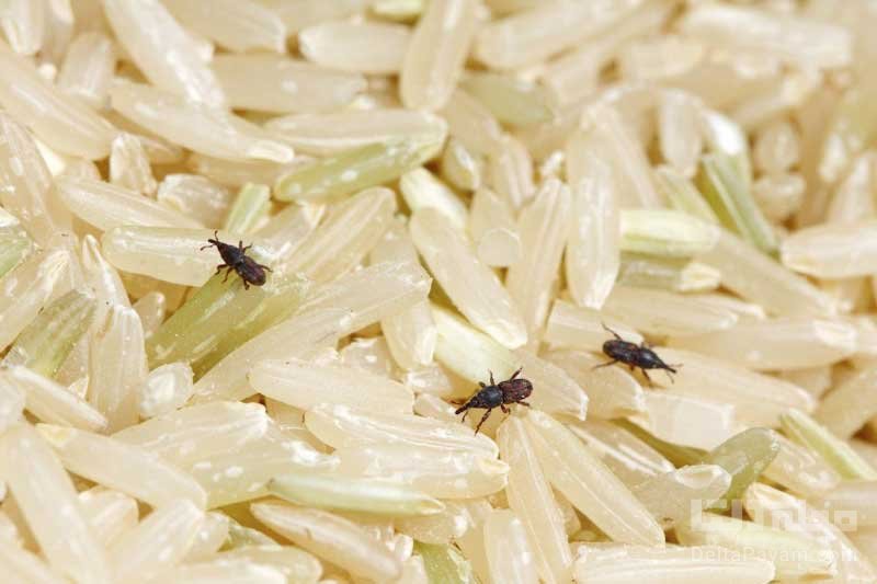 روش از بین بردن شپشک برنج چیست