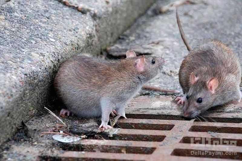 ویروس جدید در لانه موش ها