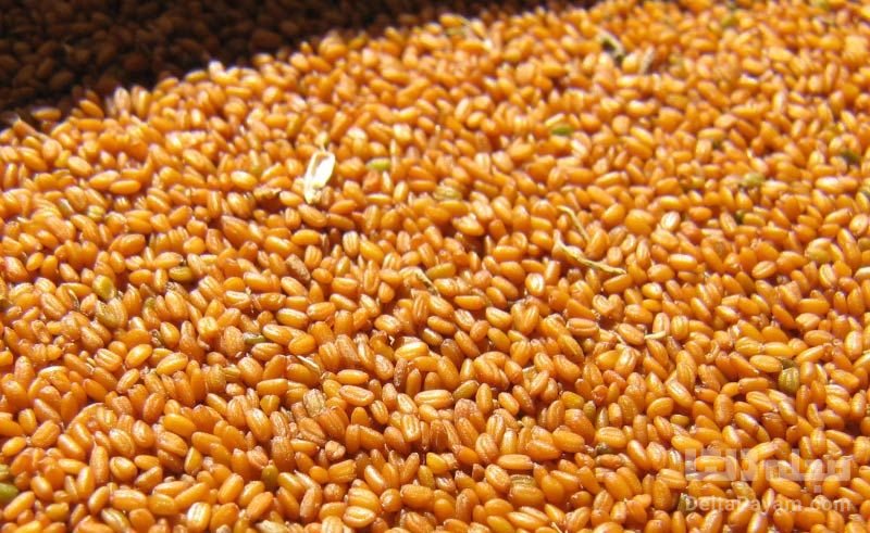 پاکسازی کبد با خاکشیر