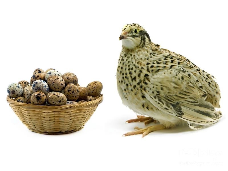 تاثیر انواع تخم پرندگان در بازکردن زبان چیست