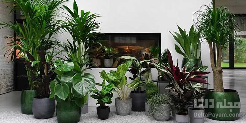 گیاهان سرپوشیده با نور کم در خانه