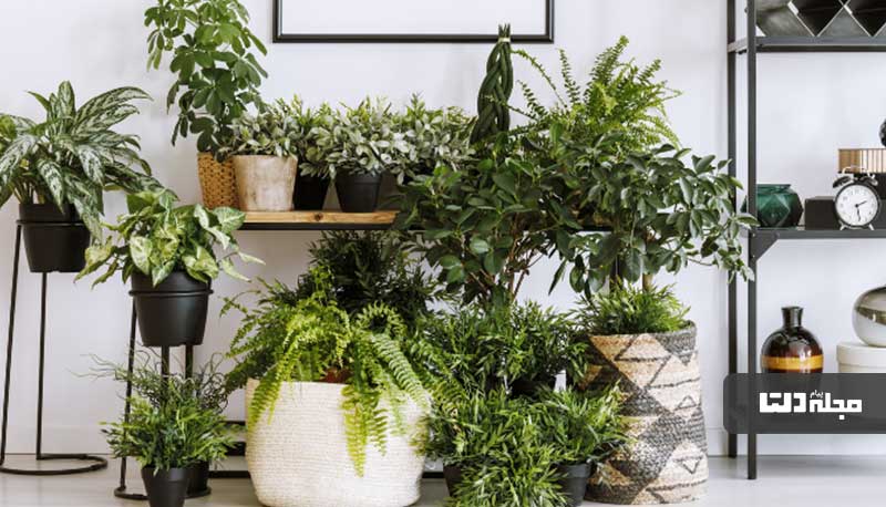 گیاهان آپارتمانی سمی و خطرناک