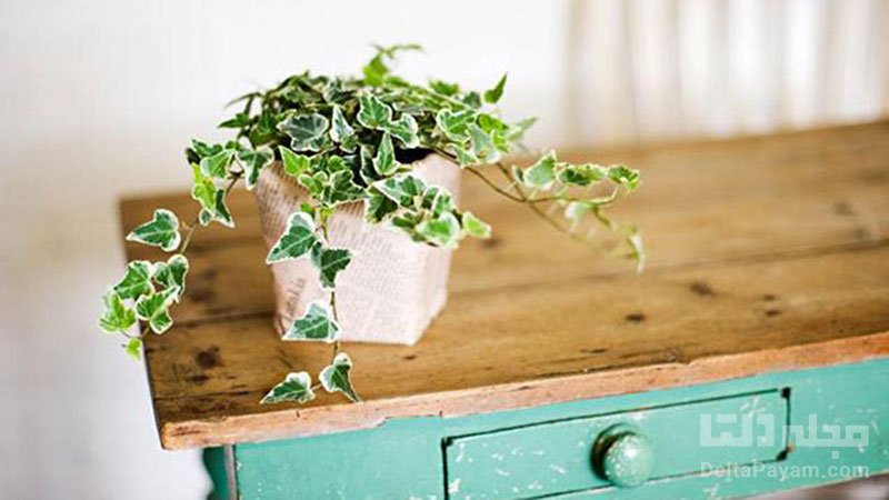 روش های جلوگیری از خشک شدن گیاهان آپارتمانی