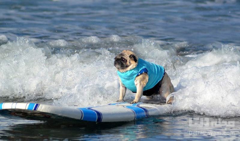 عجیب ترین ورزش های جهان موج سواری سگ ها