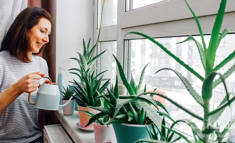 ترفندهایی برای رشد سریع گیاهان آپارتمانی