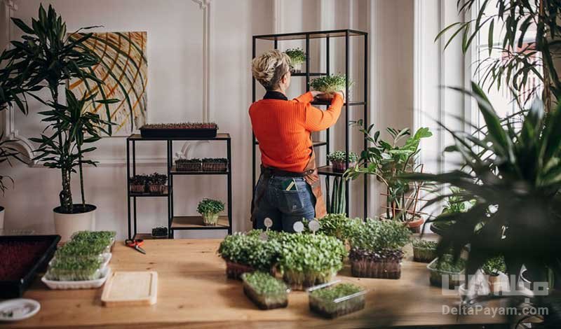 ترفندهایی برای رشد سریع گیاهان آپارتمانی