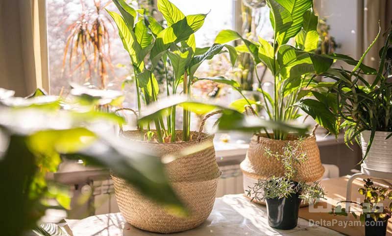 استفاده از گیاهان آپارتمانی