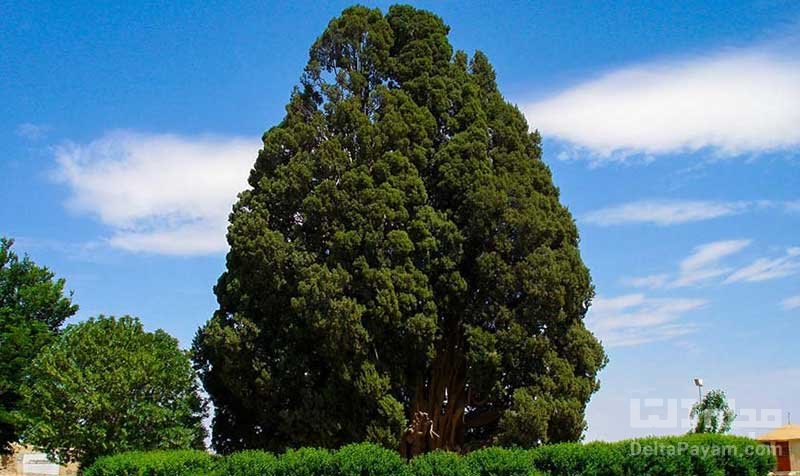 سرو ابرکوه یزد