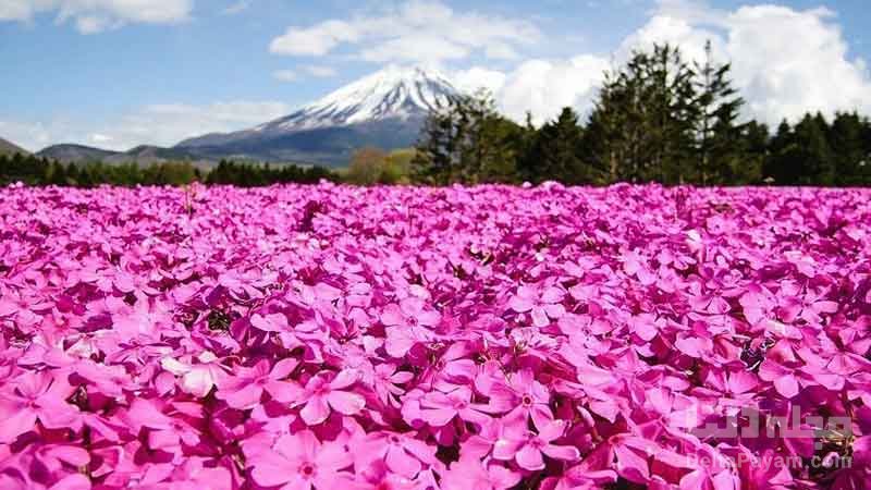 زیباترین باغ های گل جهان