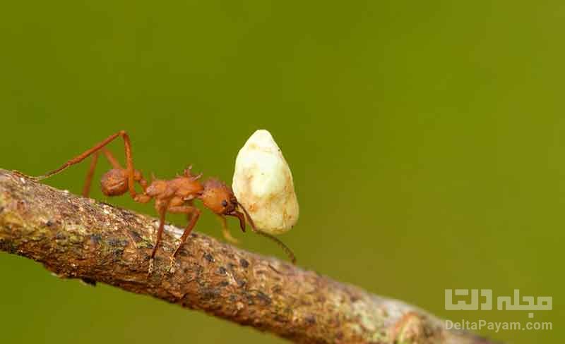 انتشار آمار خیره‌کننده جمعیت مورچه‌ها