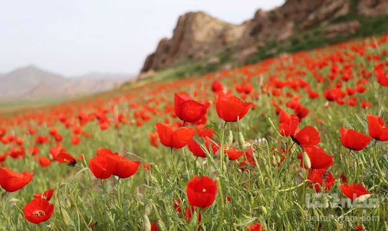 دیدنی های شهر جلفا