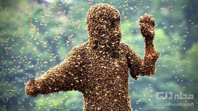 خواص و مضرات درمانی نیش زنبور چیست