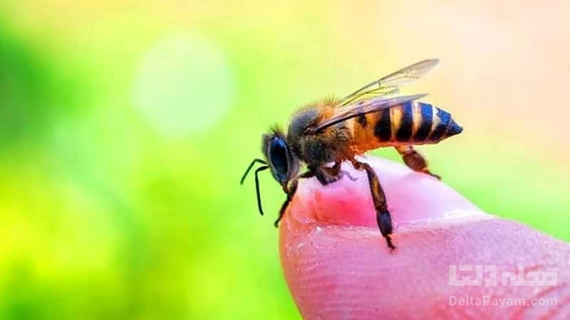 خواص و مضرات درمانی نیش زنبور