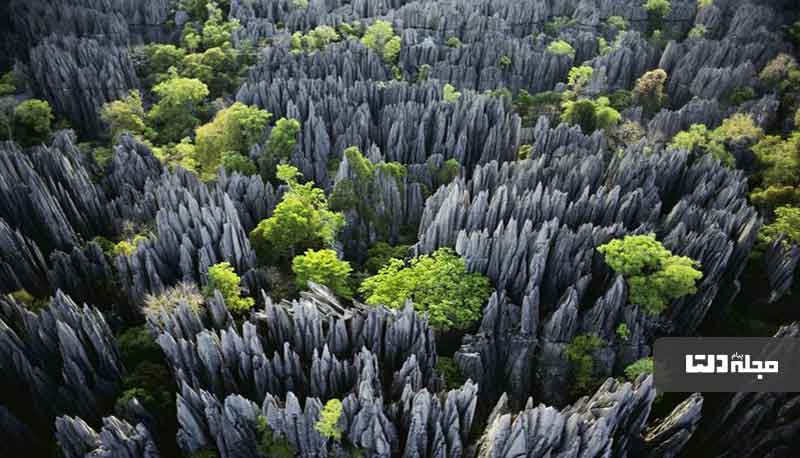 جنگل چاقو در ماداگاسکار