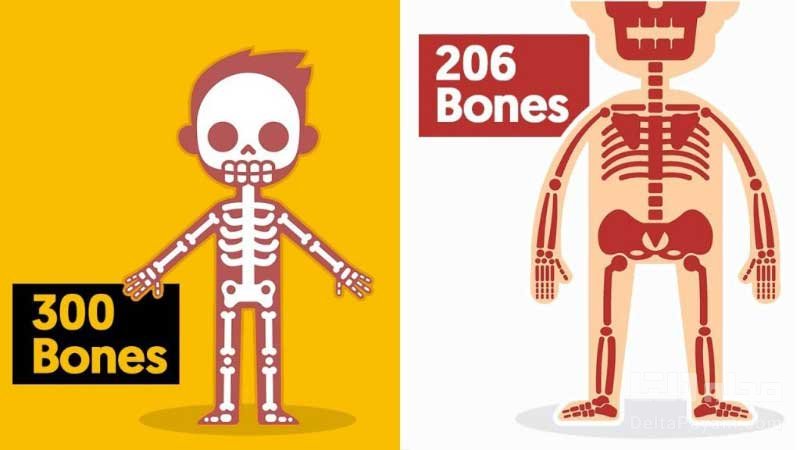 استخوان‌های نوزاد 94 تا بیشتر از بزرگسالان است!
