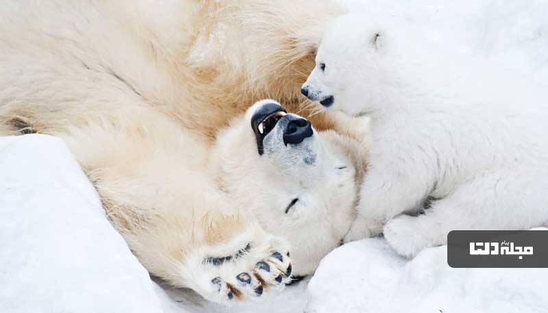 حقایق جالب در مورد حیوانات ، خرس قطبی