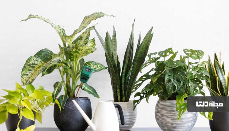 ساخت وسایل تزیینی برای گیاهان آپارتمانی